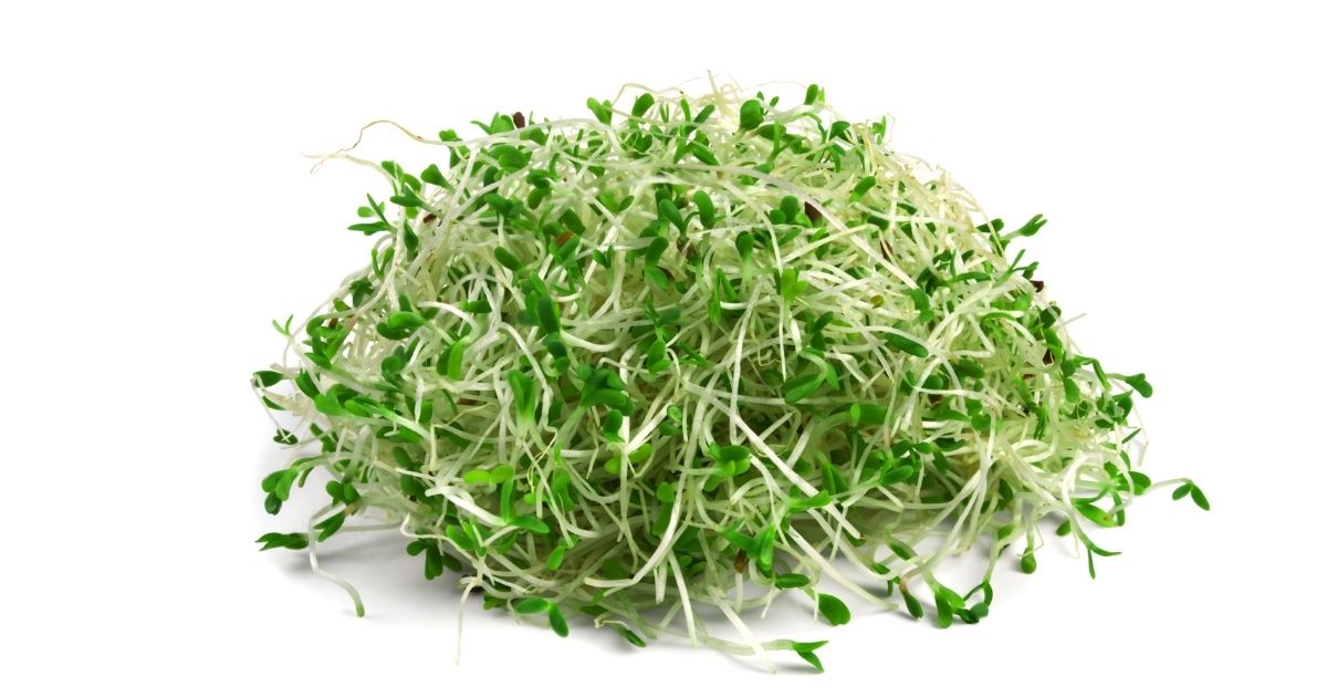 germogli di erba medica - rimedi naturali contro l'osteoporosi germogli di erba medica - rimedi naturali contro l'osteoporosi