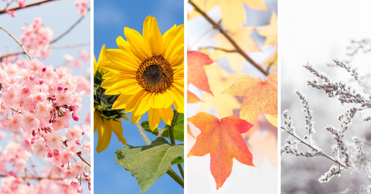 quando prendere il rame colloidale - 4 stagioni quando prendere il rame colloidale